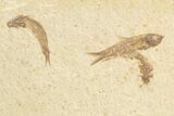 Multiple () Small Knightia Fossil Fish - Wyoming #77145-2